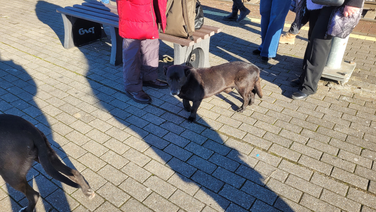 Пес, похожий на Мишу