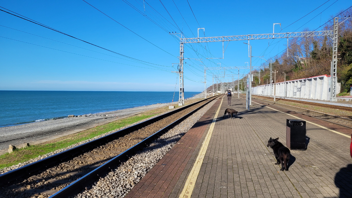 Пес, который похож на Мишу