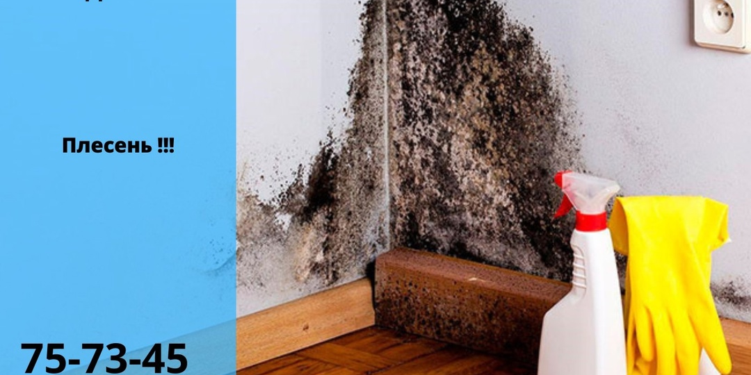 У меня дома появилась плесень. Что делать?