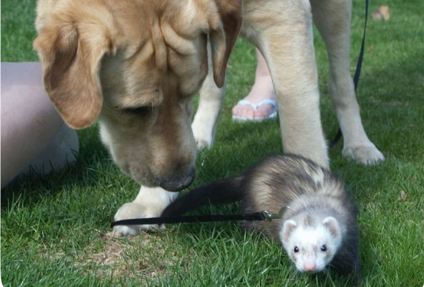 Яндекс.картинки для обложки. Собака и хорёк