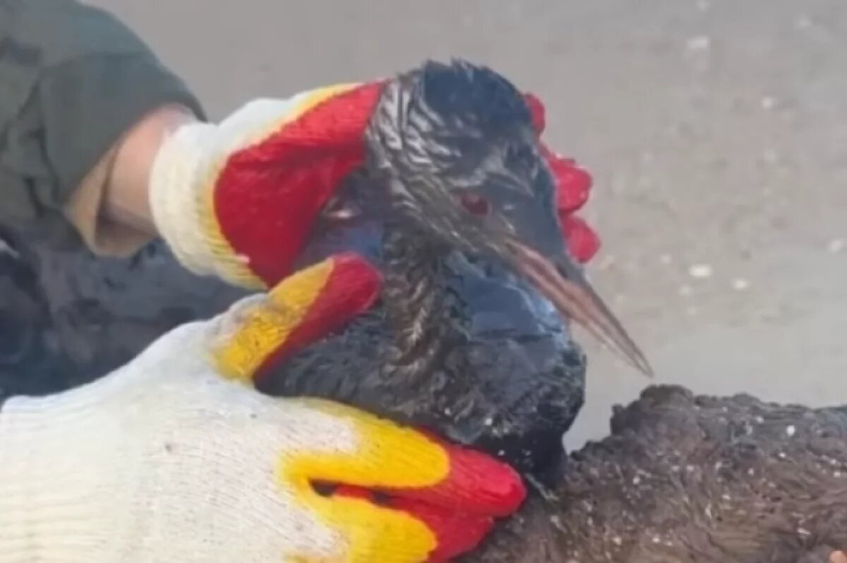    Мазутные пятна достигли города-курорта Евпатория на западе Крыма