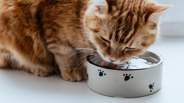    © Getty Images / Yulia Naumenko