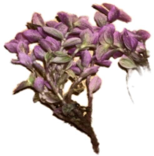 Каллизия  Розовая пантера