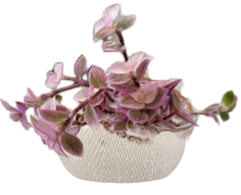 Каллизия  Розовая пантера