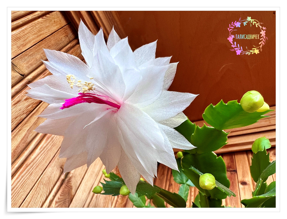 Branca Dobrada в шоке. Она тоже тыквой станет, что ли? И она тоже. Станет. Тыквой. Да.