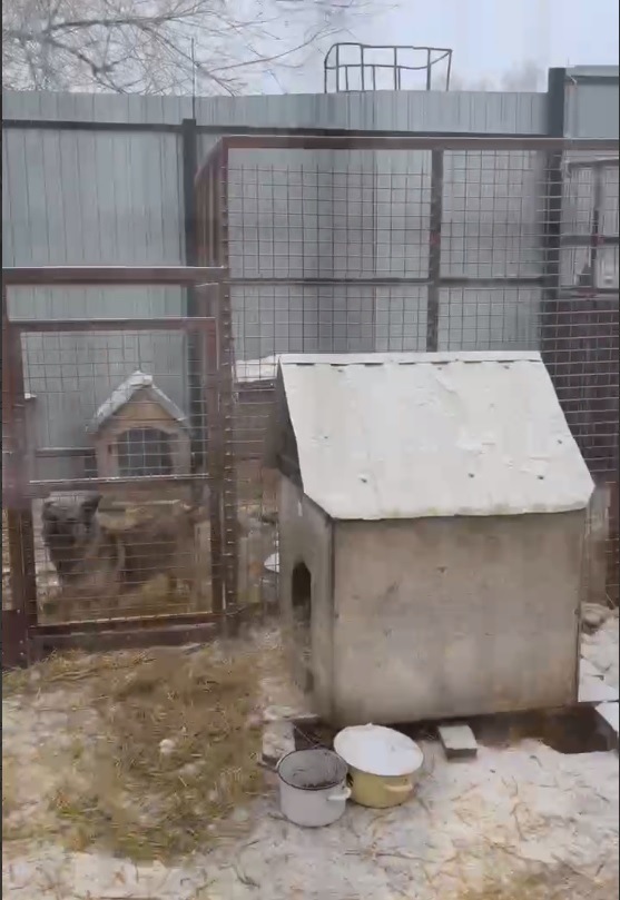 Фото из приюта "Ковчег"