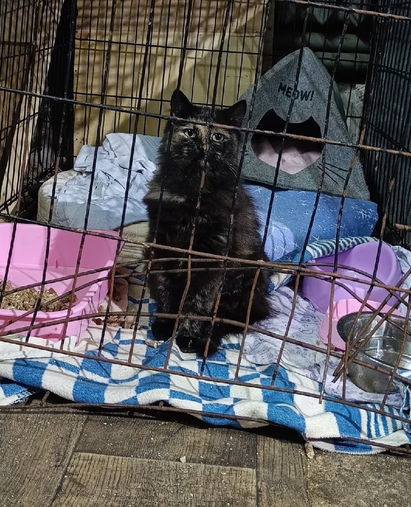 Ласковая Ириска из приюта "Ковчег"