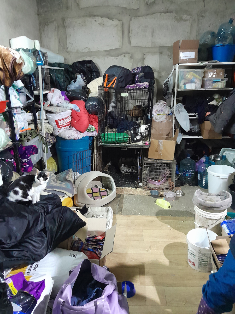 Гараж-склад с кошками