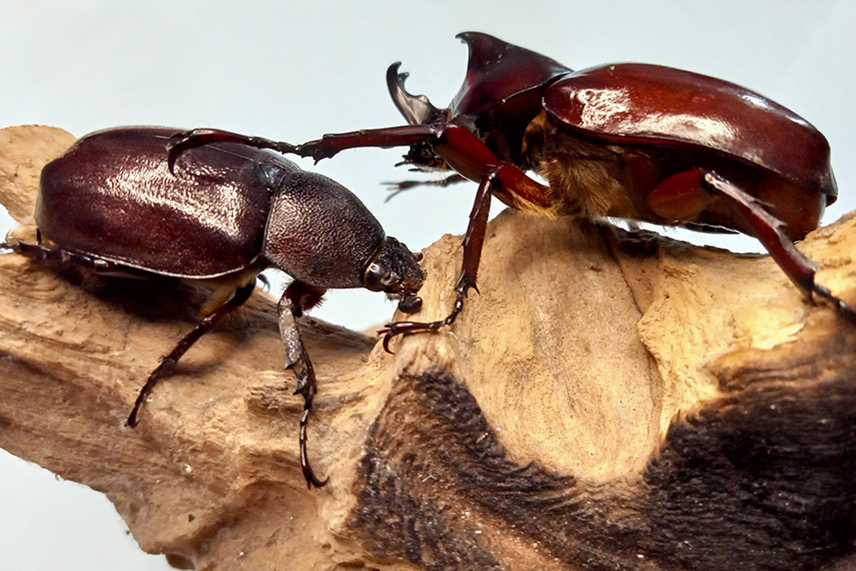    Фото: Djakandakandaduo / Shutterstock.com