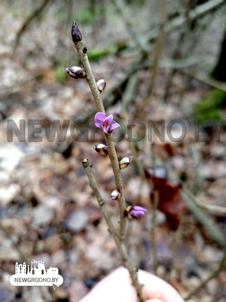    Фото: NewGrodno.by