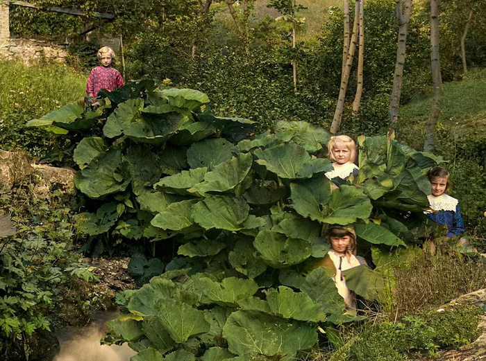 Четыре маленькие девочки среди растений. Лугано, Швейцария, 1900–1932 гг.