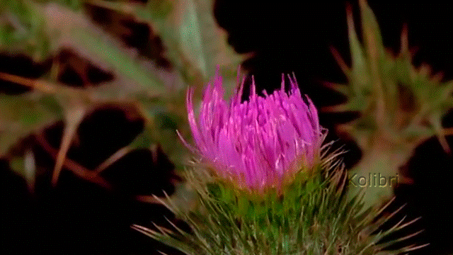 Чертополох мощный тоже защитник, ага!