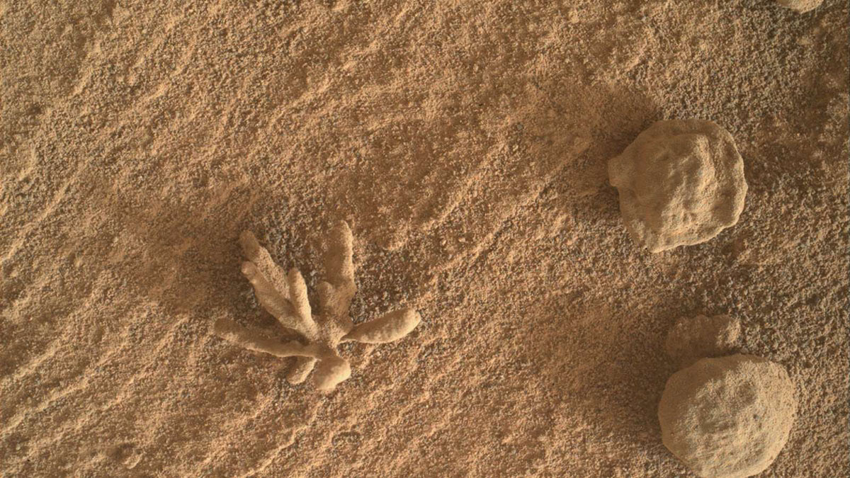 Марсианский коралл / Фото NASA