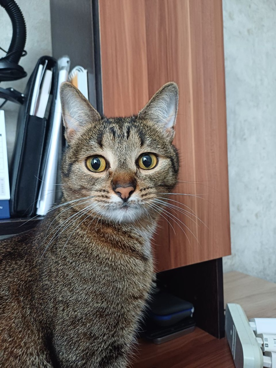 Хомяк отказался фотографироваться, поэтому на выручку пришел кот по имени Кот.