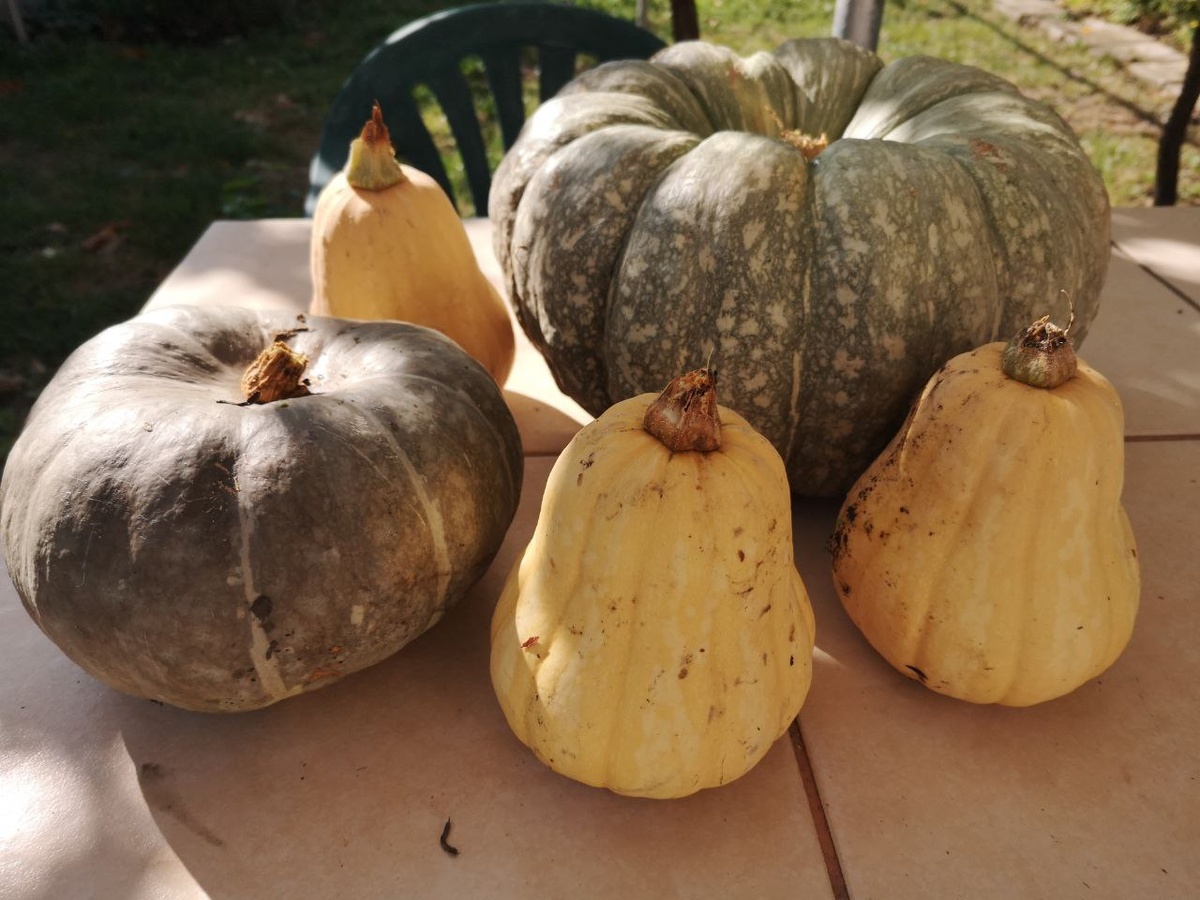 Мои тыквы, урожай 2024