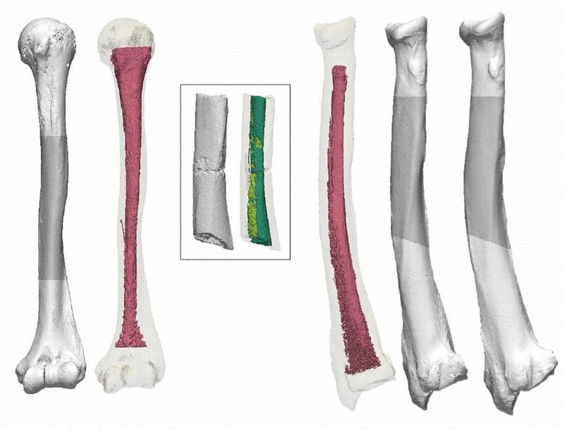 Сравнение КТ. Плечевая кость современного человека (слева), плечевая кость «человека Усикавы» (внутри рамки в центре) и плечевые кости медведя (три справа).
