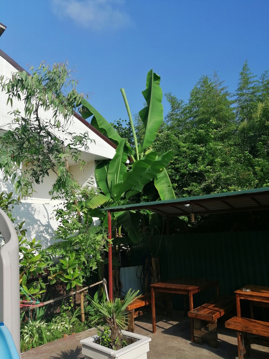 Внизу по центру. Примерно такого размера была моя пальма. Фото моё, сделано в Сочи. 