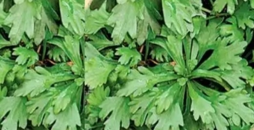 Овощная хризантема