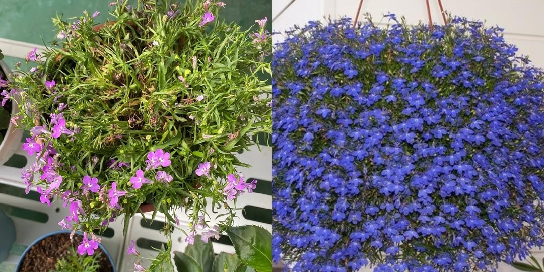 Пробую посев лобелии на рассаду новым способом. От гибели всходов к цветущей клумбе