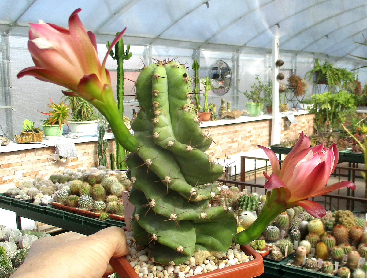 Фотография от Петра Лапшина. Ближе к весне собираюсь побывать в его новом тепличном хозяйстве - тогда отчитаюсь.