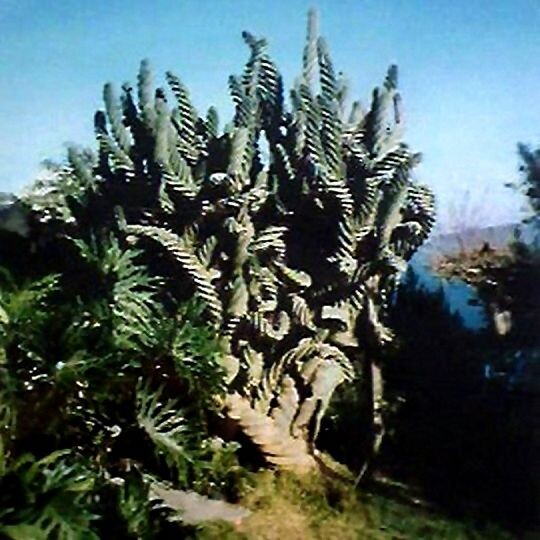 Легендарная фотография спирального кактуса в природе. Сделанная неведомо кем неизвестно где.