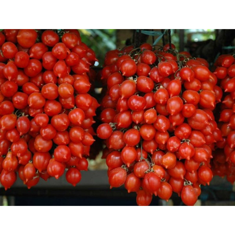 Ссылка на фото: https://images.app.goo.gl/DpecEMPhwsDNioZi6