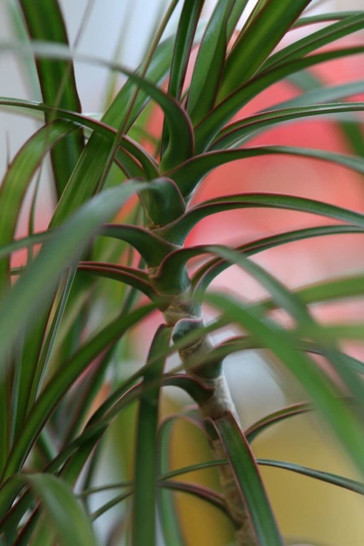 Как макушка наклоняется к свету