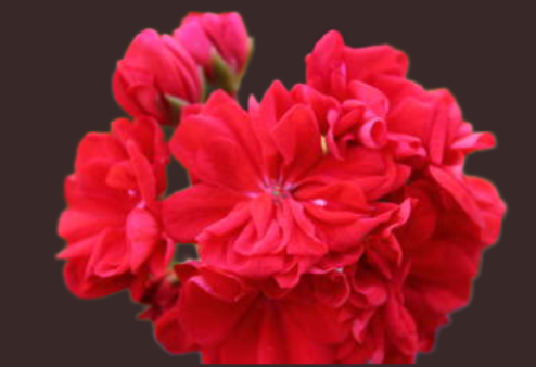 Пеларгония Le Febre