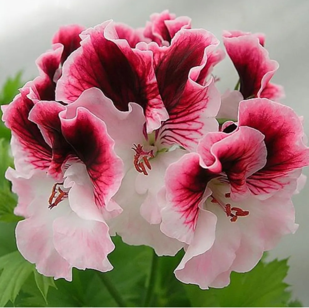 Цветы пеларгония 