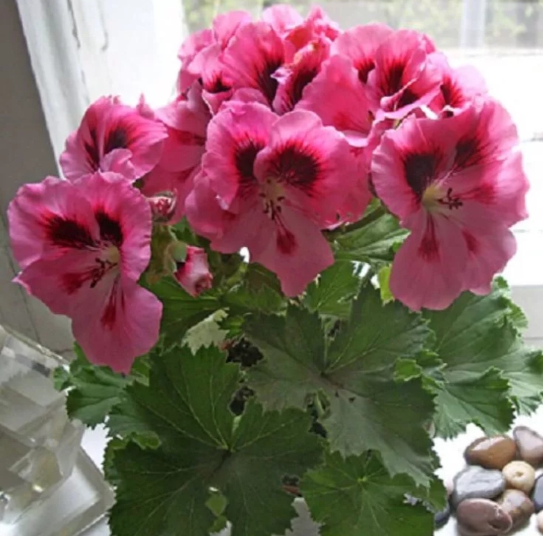 Пеларгония королевская