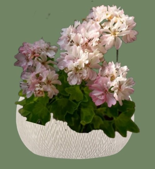 Пеларгония Lisa Jo