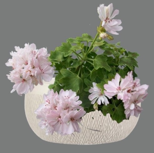 Пеларгония Lisa Jo