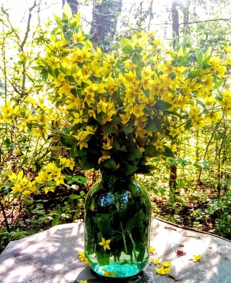 Вербейник точечный в трехлитровой банке