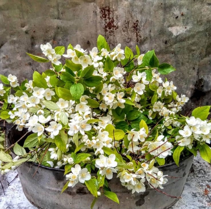 Чубушник в старом тазу