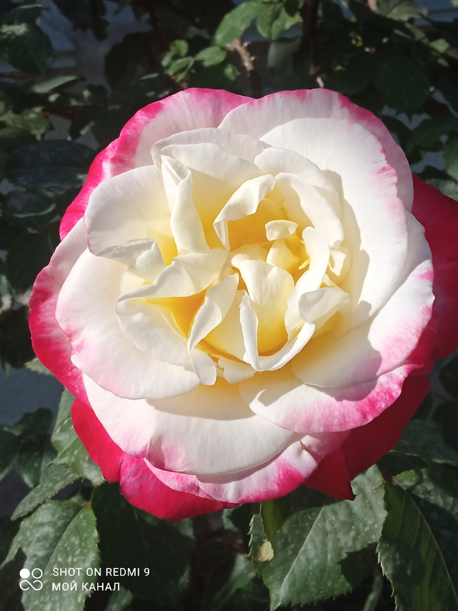 Ч/г роза Дабл ДиЛайт. Фото автора.