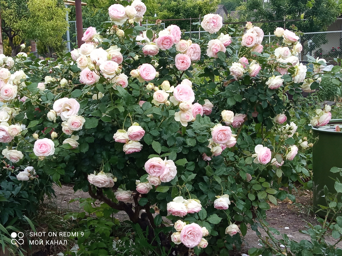 Роза Эден Роуз. Фото из моего сада.