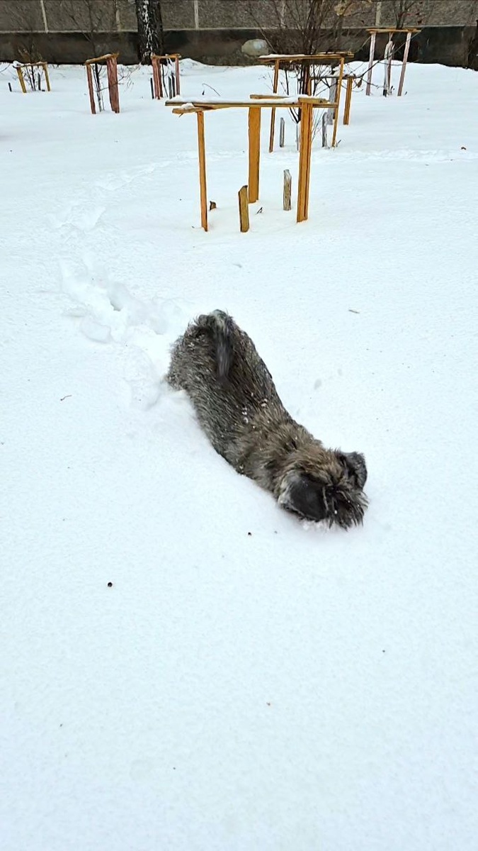 Ищет снежок