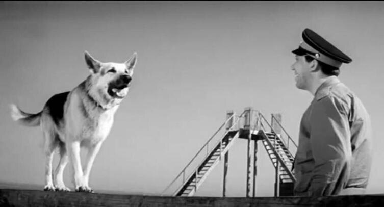    Фото: кадр из фильма «Ко мне, Мухтар!»