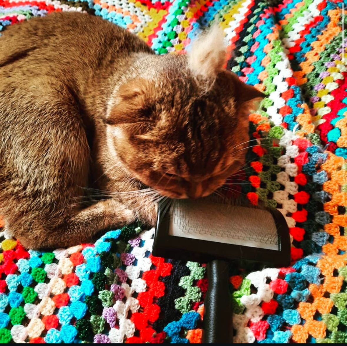 Вычесыванин Мэй Ли