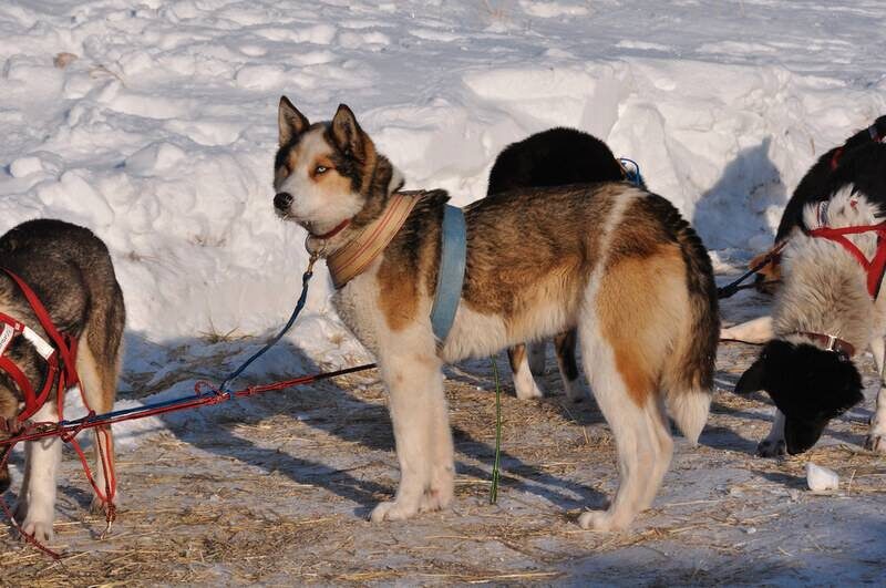 Чукотская ездовая собака.