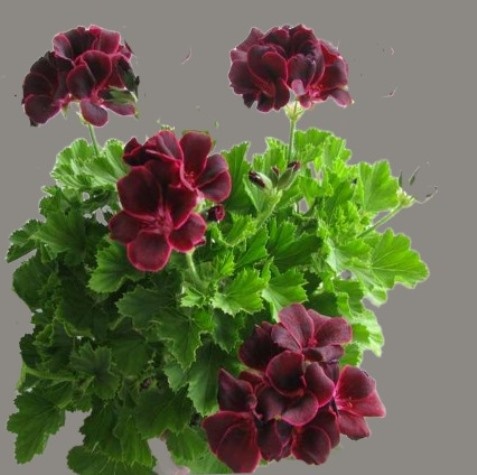 Пеларгония Lord Bute