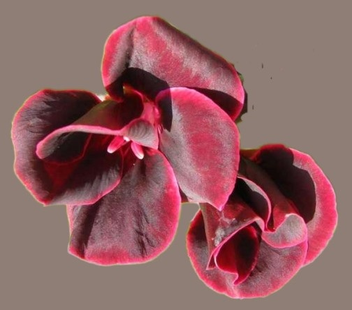 Пеларгония Lord Bute