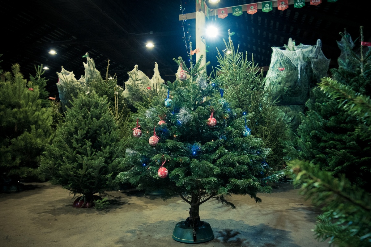    Ёлка на складе новогодних деревьев / Источник: Наталия Ходыкина © ИА REGNUM