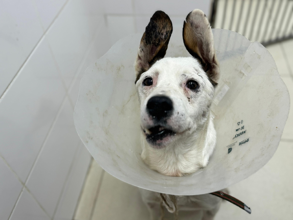 Вот в таком состоянии он попал к нам...