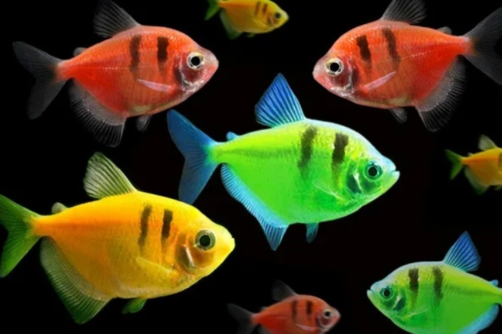 картинка из интернета