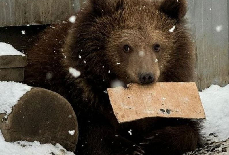 Шесть удивительных историй спасения диких животных в России в 2024 году