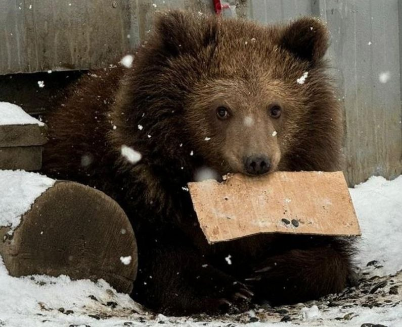 Медвежонок Потапыч. Фото: пресс-служба Росприроднадзора