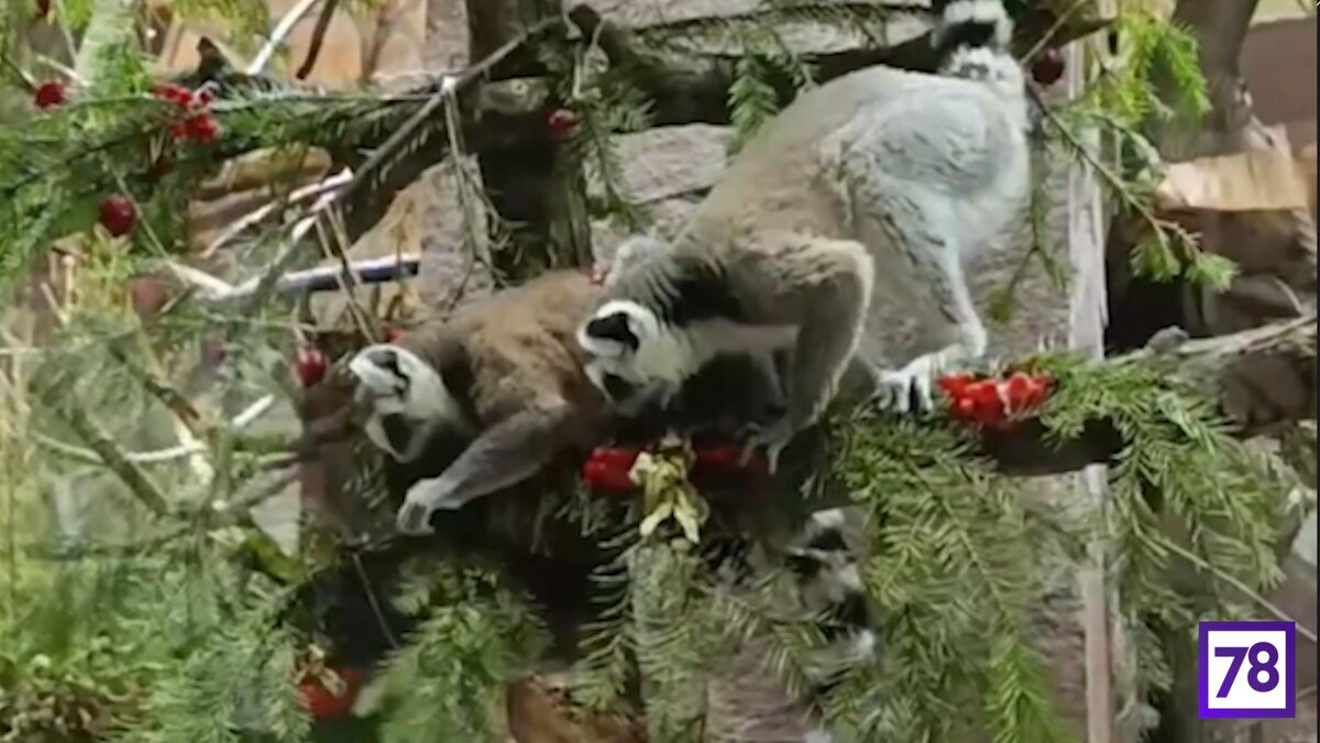    Фото: t.me/lenzoopark