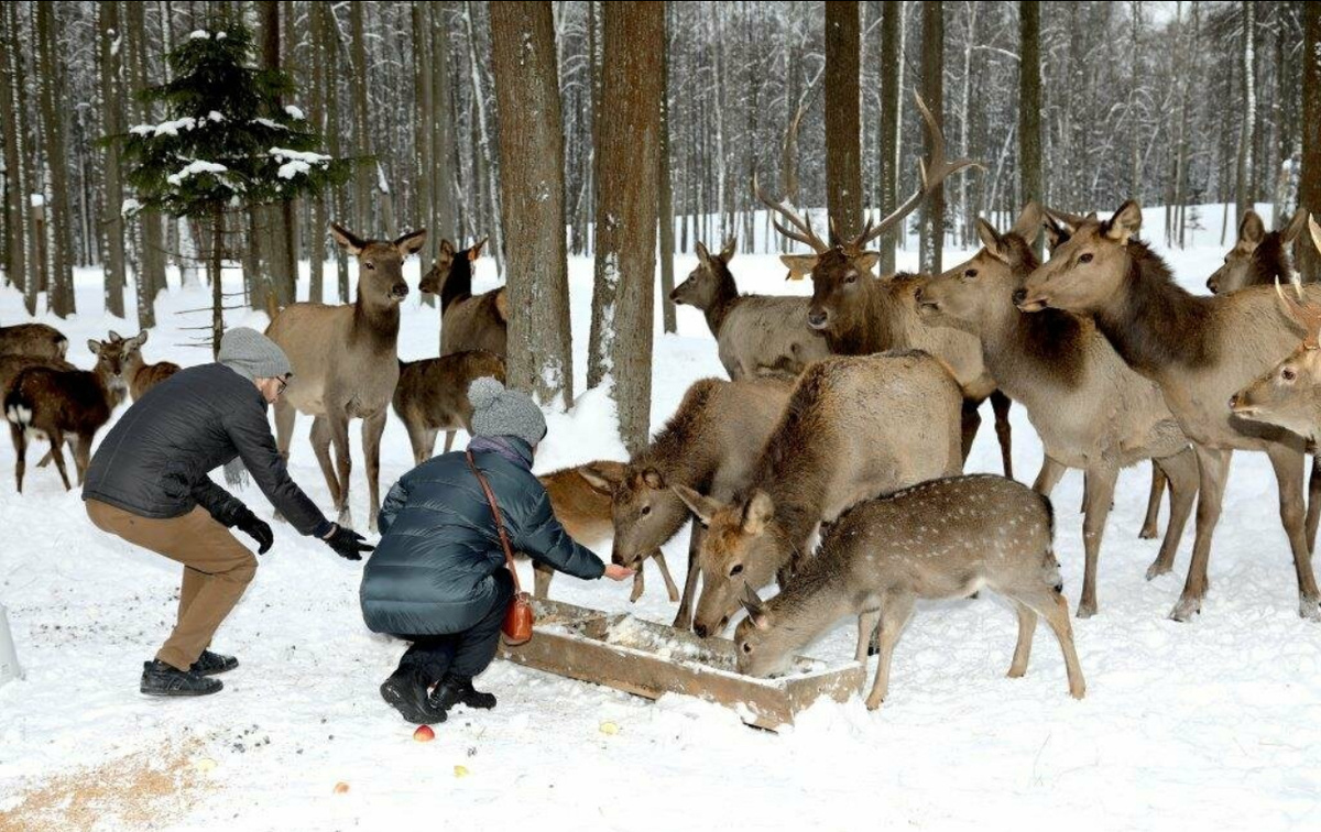 так же на территории можно покормить и погулять с пятнистыми оленями бэмби