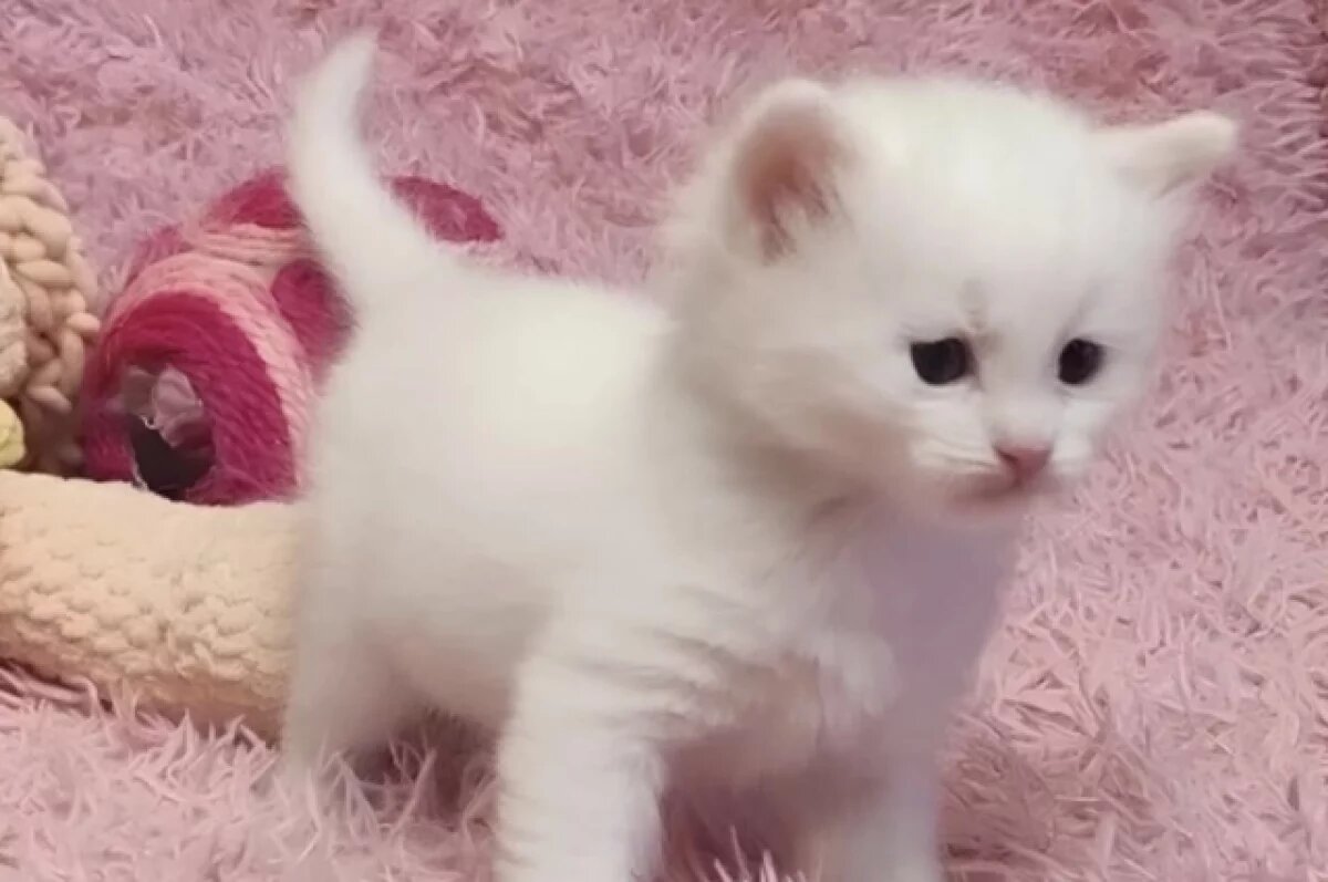    Жительница Новосибирска продает белых сибирских котят за 45 тысяч